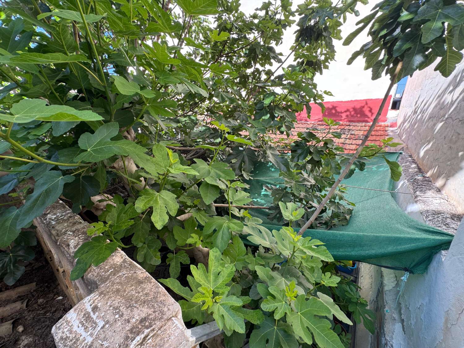 TRADITIONELT HUS I BENEJÚZAR-HUSET MED SJÆL OG PLADS I HJERTET AF VEGA BAJA