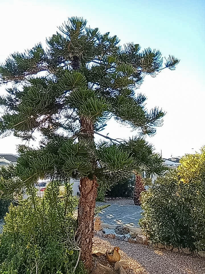 TILAVA OMAKOTITALO SAN LUISISSA – TONTTI 816 M², AURINKOPANEELI, JOSTA AVAUTUU NÄKYMÄT LAGUUNIIN JA ETELÄÄN