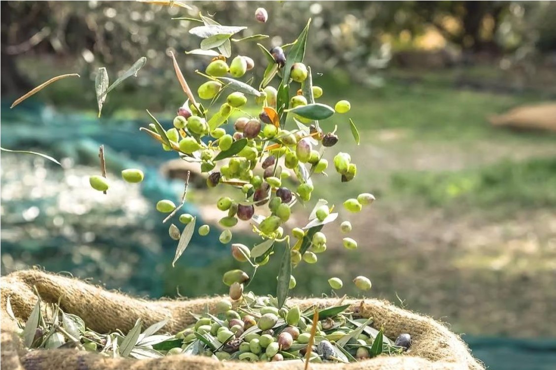 FINCA ECOLÓGICA DE 156 HA CON OLIVAR EN PRODUCCIÓN, CASA DE 750 M² Y ALTO POTENCIAL DE NEGOCIO