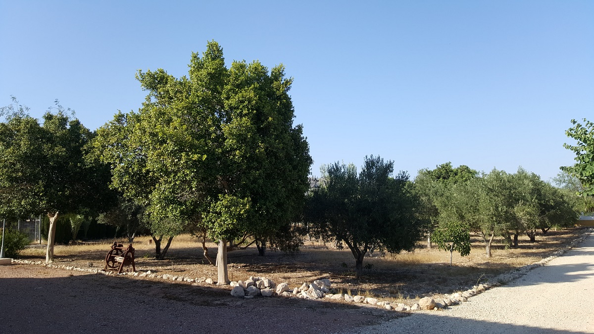 FINCA RÚSTICA ÚNICA DE 14.600 M² CON DOS VIVIENDAS, PISCINA Y COMPLEJO ECUESTRE EN LA MURADA