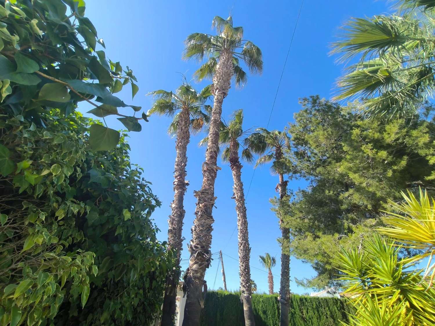 فيلا عائلية مذهلة مع حديقة شبه استوائية ومسبح خاص في لا سييستا – TORREVIEJA